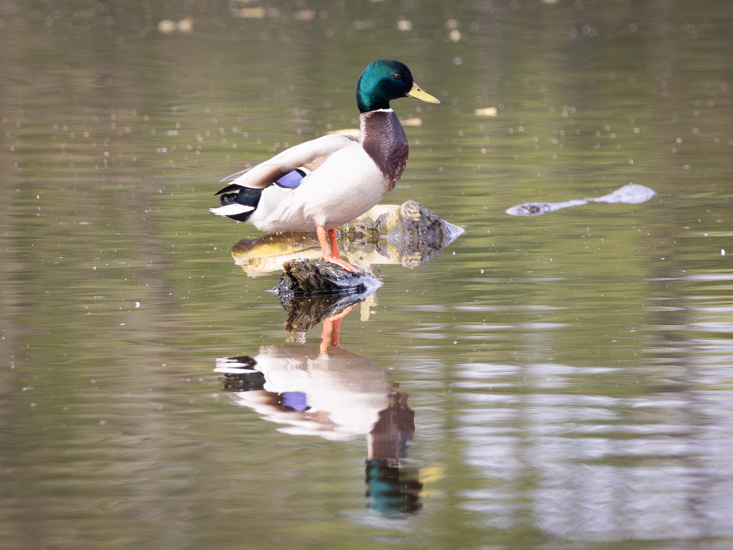 Ente spiegelt sich im Wasser