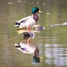 Ente spiegelt sich im Wasser