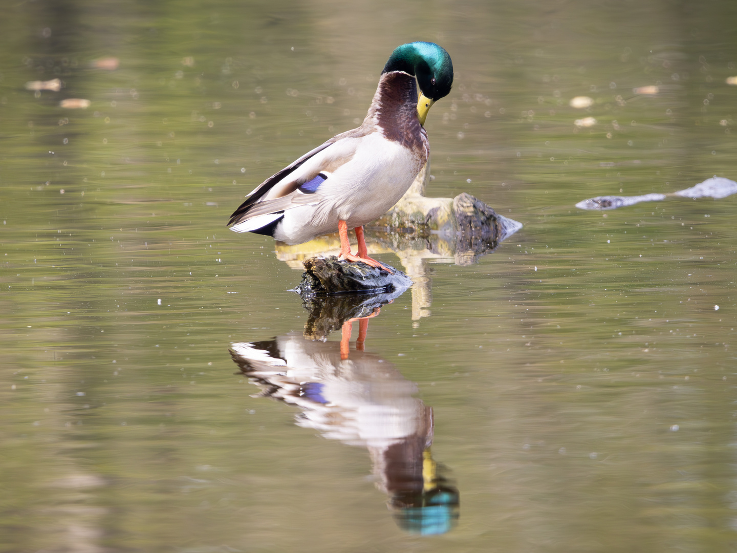 Ente spiegelt sich im Wasser und putzt sich