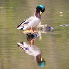 Ente spiegelt sich im Wasser und putzt sich