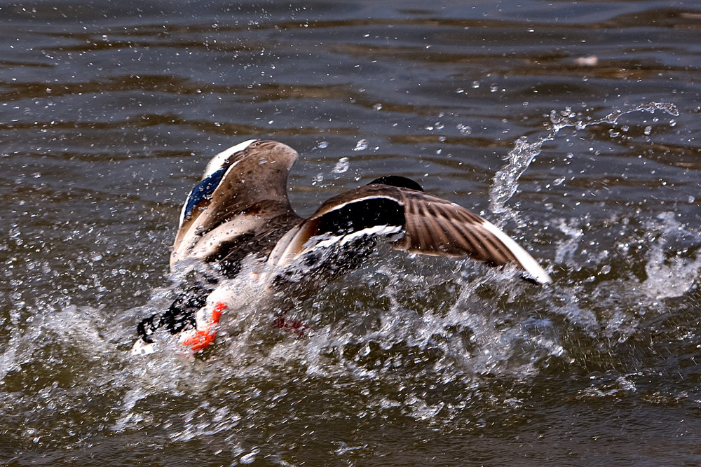 Ente startet durch...