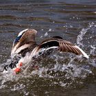 Ente startet durch...