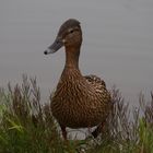 Ente steigt aus dem Wasser