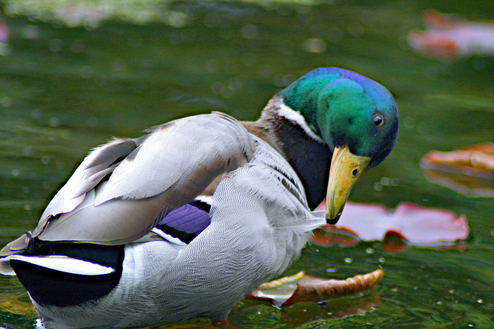 Ente strahlt im verregnetem Mai