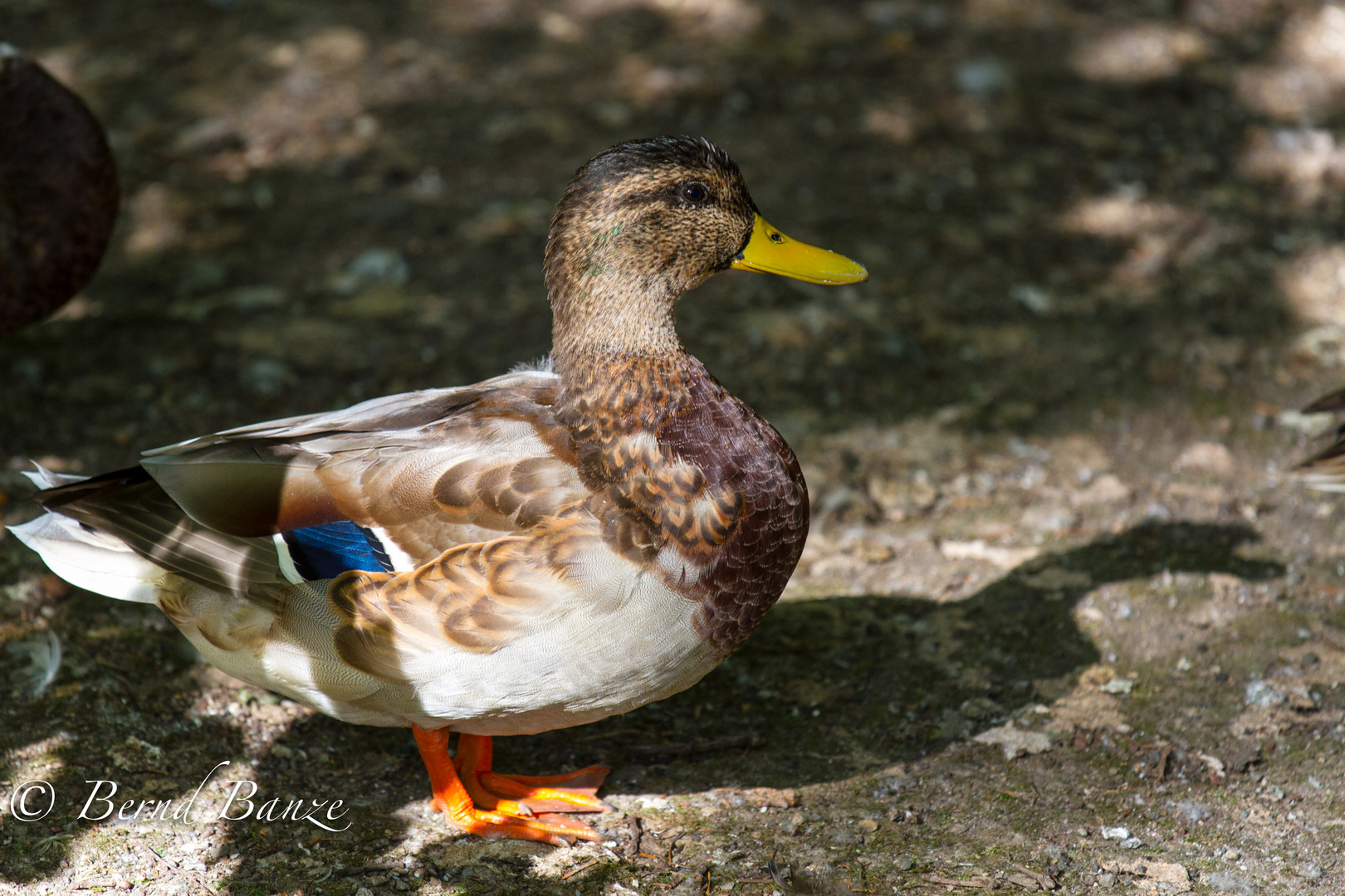 Ente sucht den Schatten auf