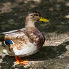 Ente sucht den Schatten auf