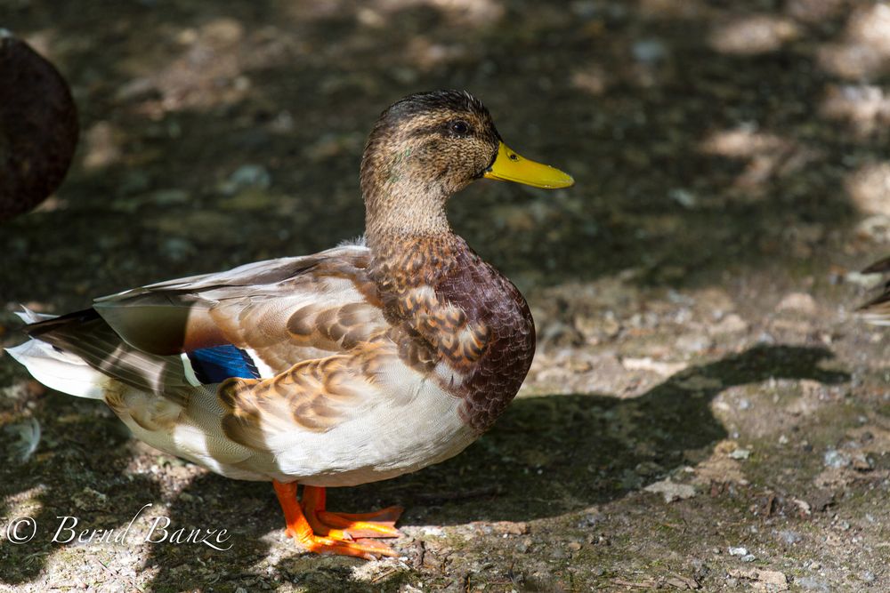 Ente sucht den Schatten auf