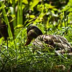 Ente süß nicht sauer