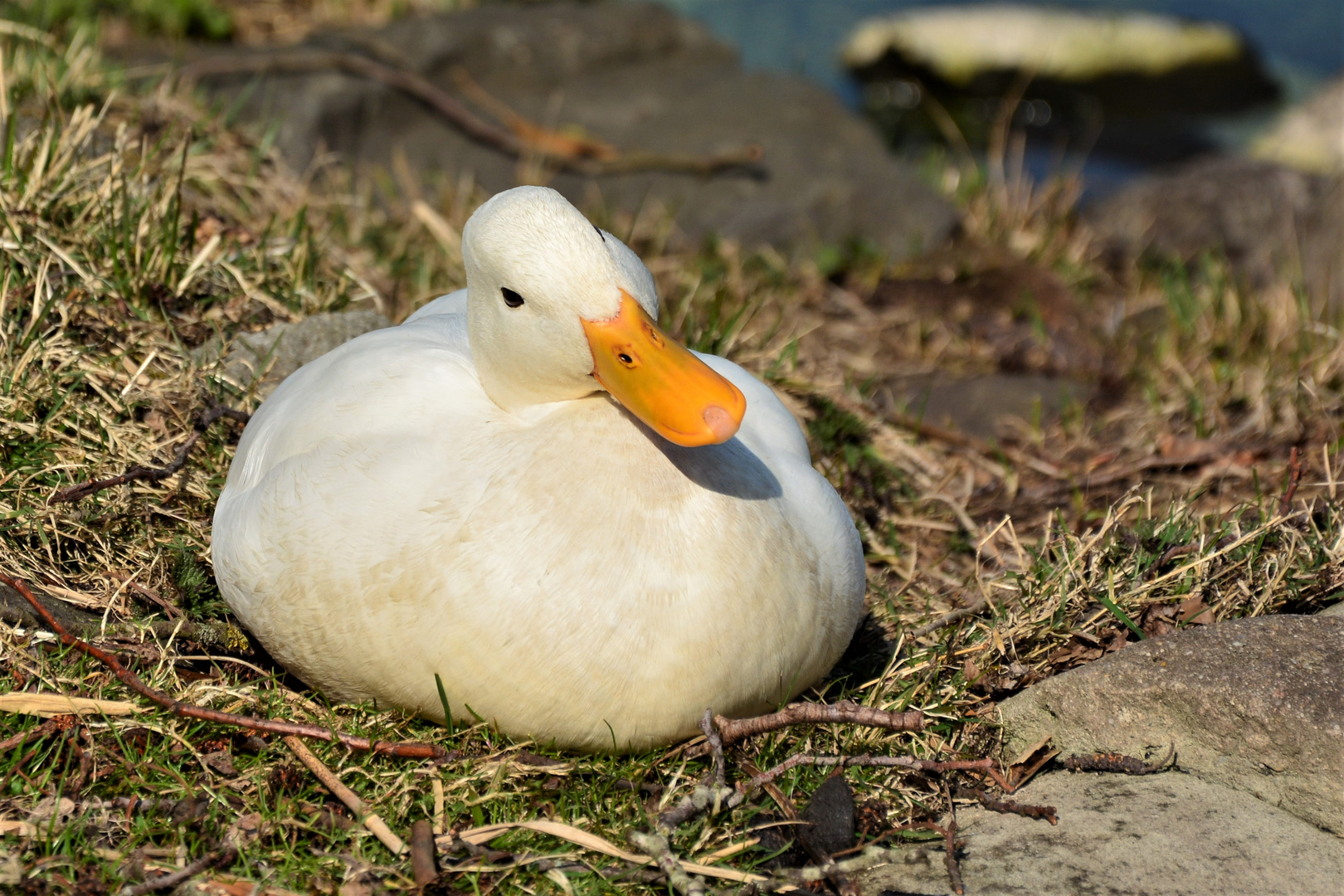 Ente süß nicht sauer