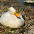 Ente süß nicht sauer