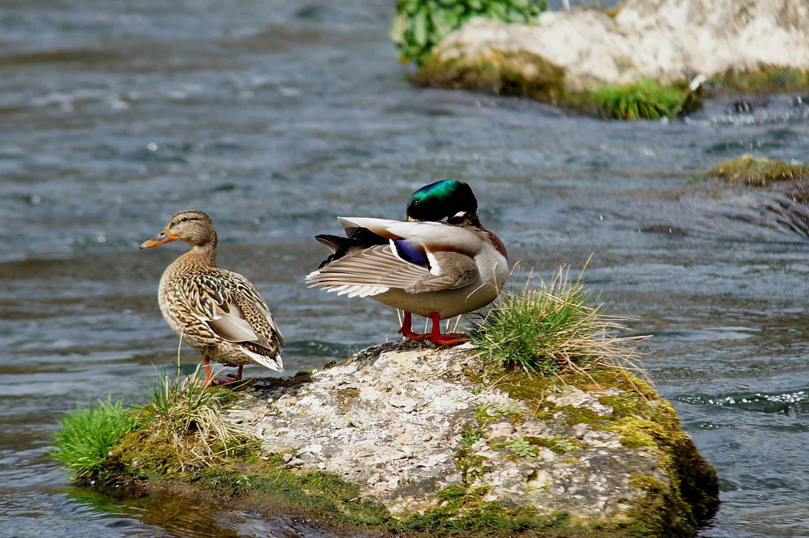 Ente süß-sauer