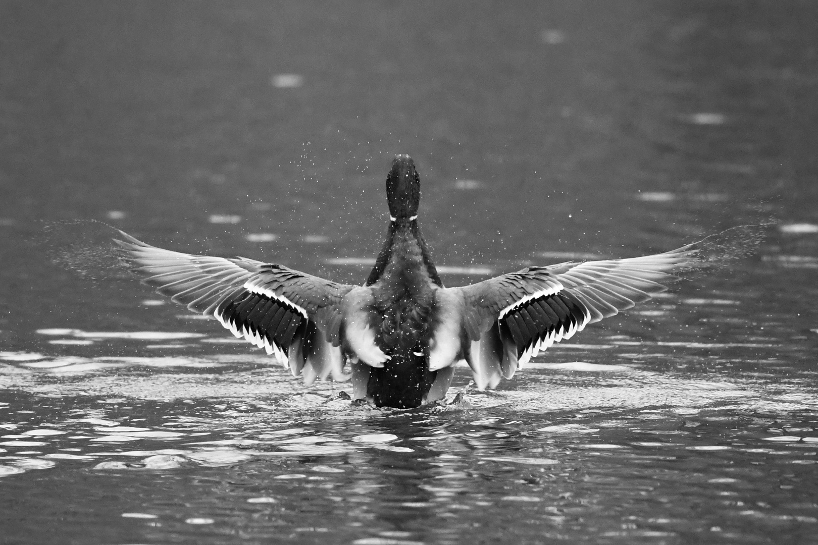Ente Süß-Sauer... äh Schwarz-Weiß Foto &amp; Bild | tiere, wildlife, wild ...