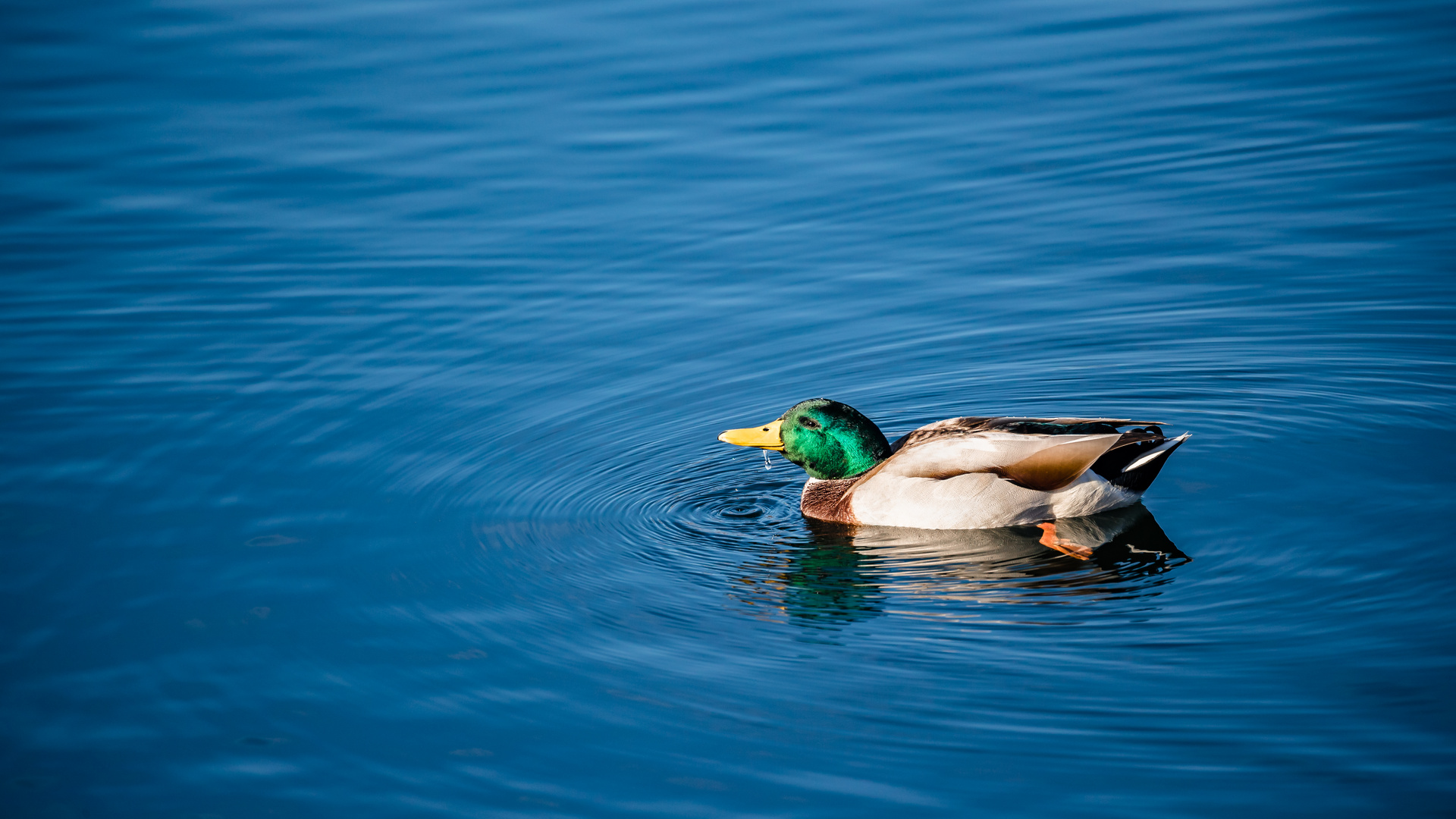 Ente süß, sauer auf blauem Meerwasser