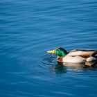 Ente süß, sauer auf blauem Meerwasser