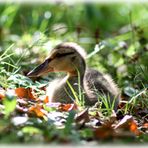 Ente Süss-Sauer