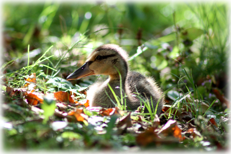 Ente Süss-Sauer