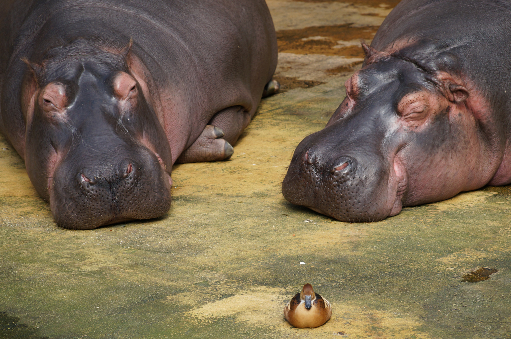 Ente süß sauer? Foto &amp; Bild | tiere, zoo, wildpark &amp; falknerei, zoo ...