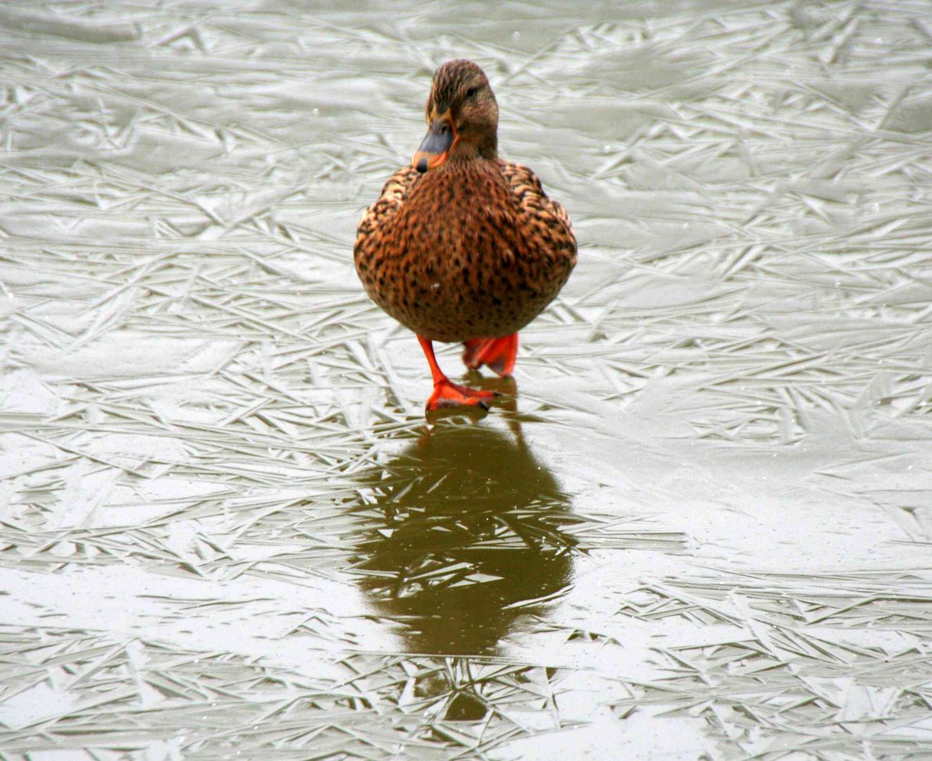 Ente süß sauer oder eher Ente eiskalt :-)