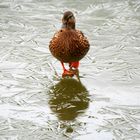 Ente süß sauer oder eher Ente eiskalt :-)