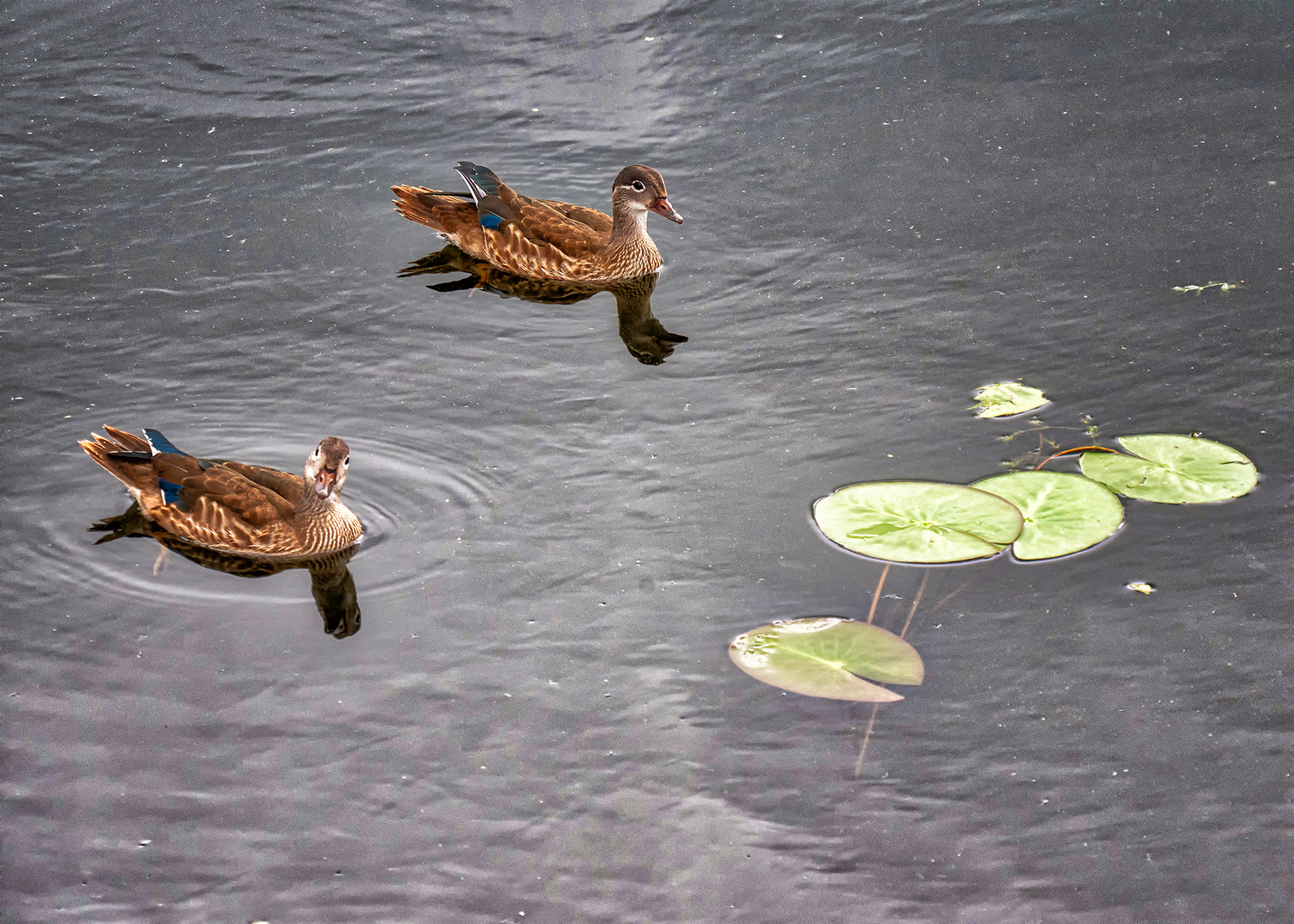 Ente süss-schauer