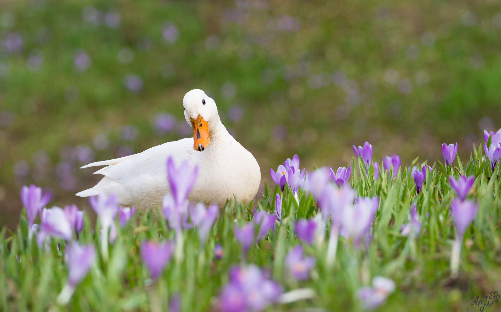 Ente tanzt im Krokusfeld