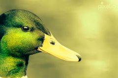 Ente Tierportrait