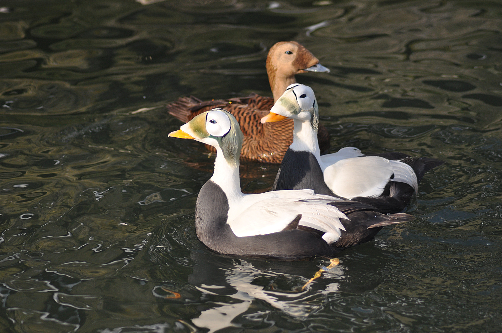 Ente trägt Pelz