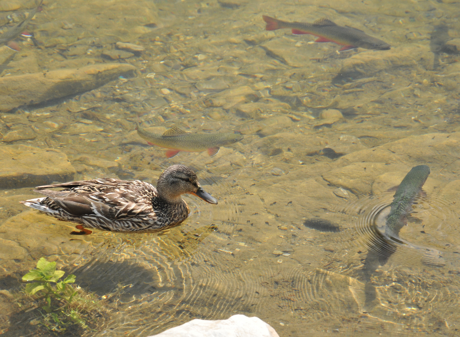 Ente trifft Fisch