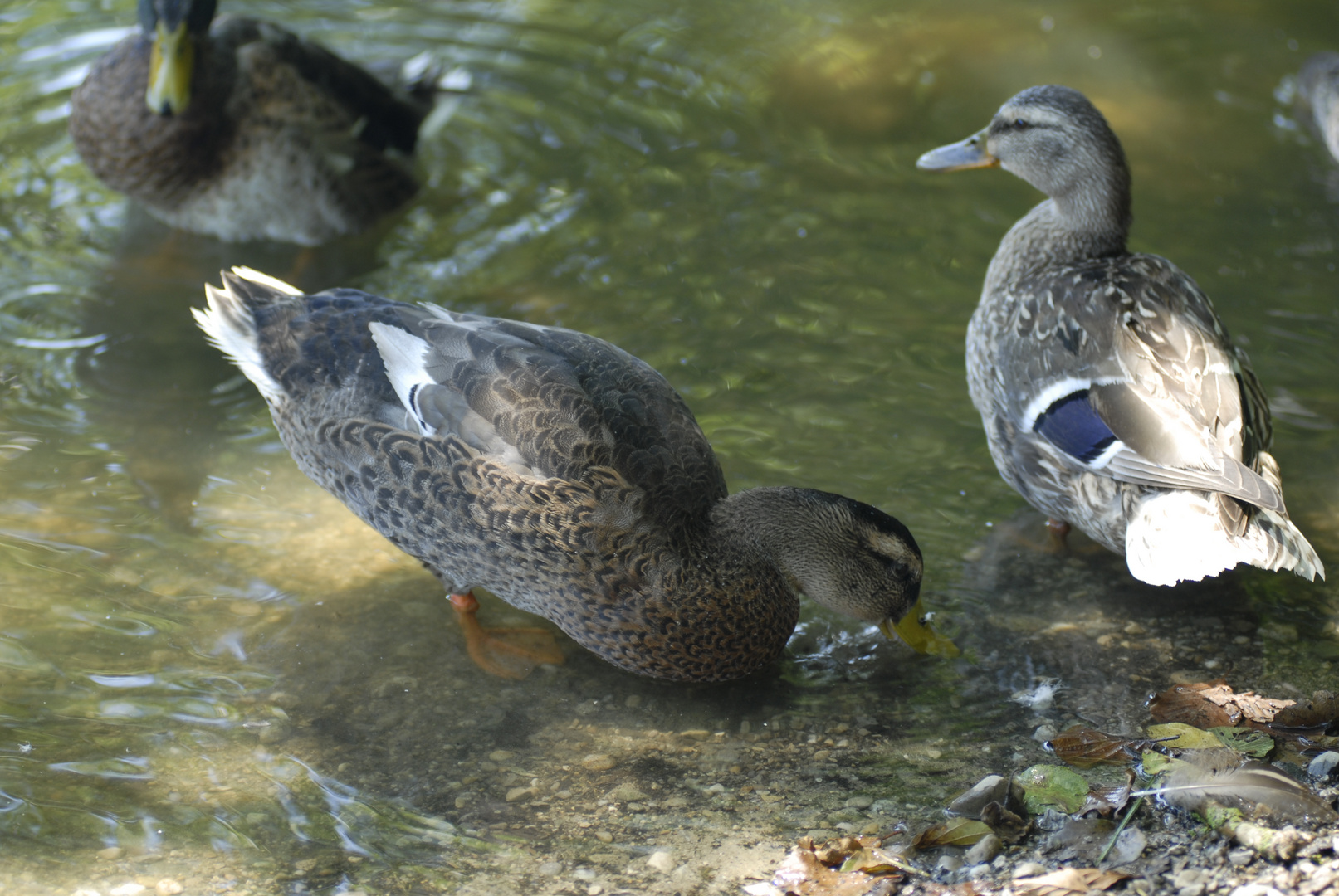 Ente trinkt Seewasser