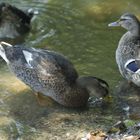 Ente trinkt Seewasser