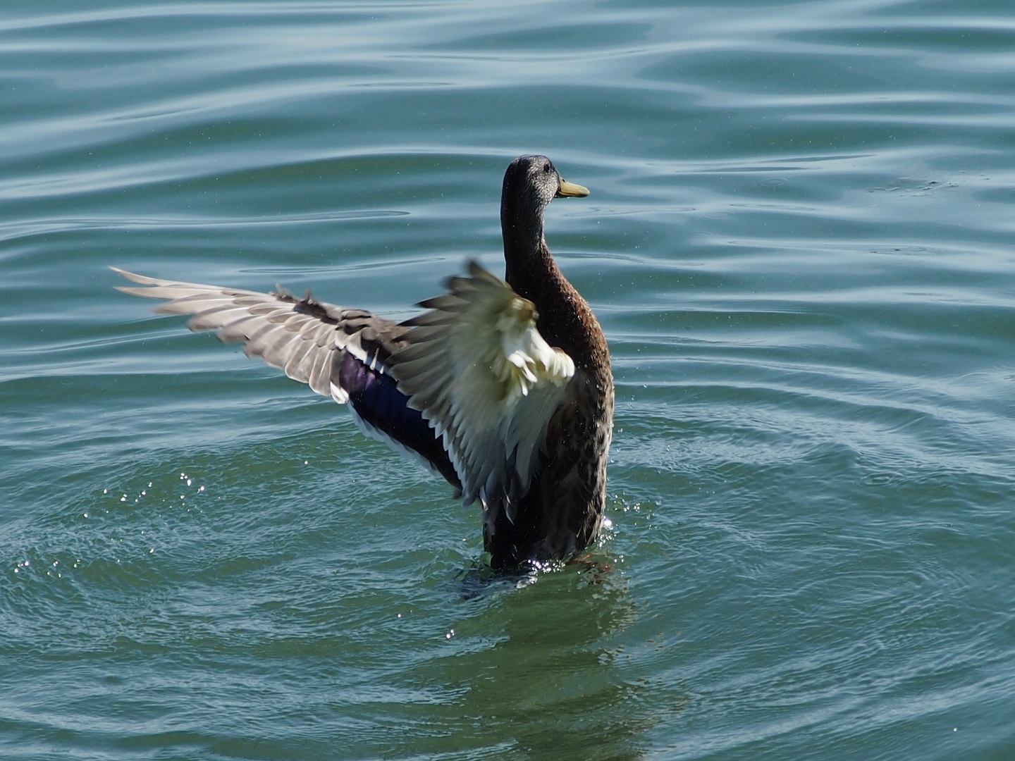 Ente trocknet sich ab