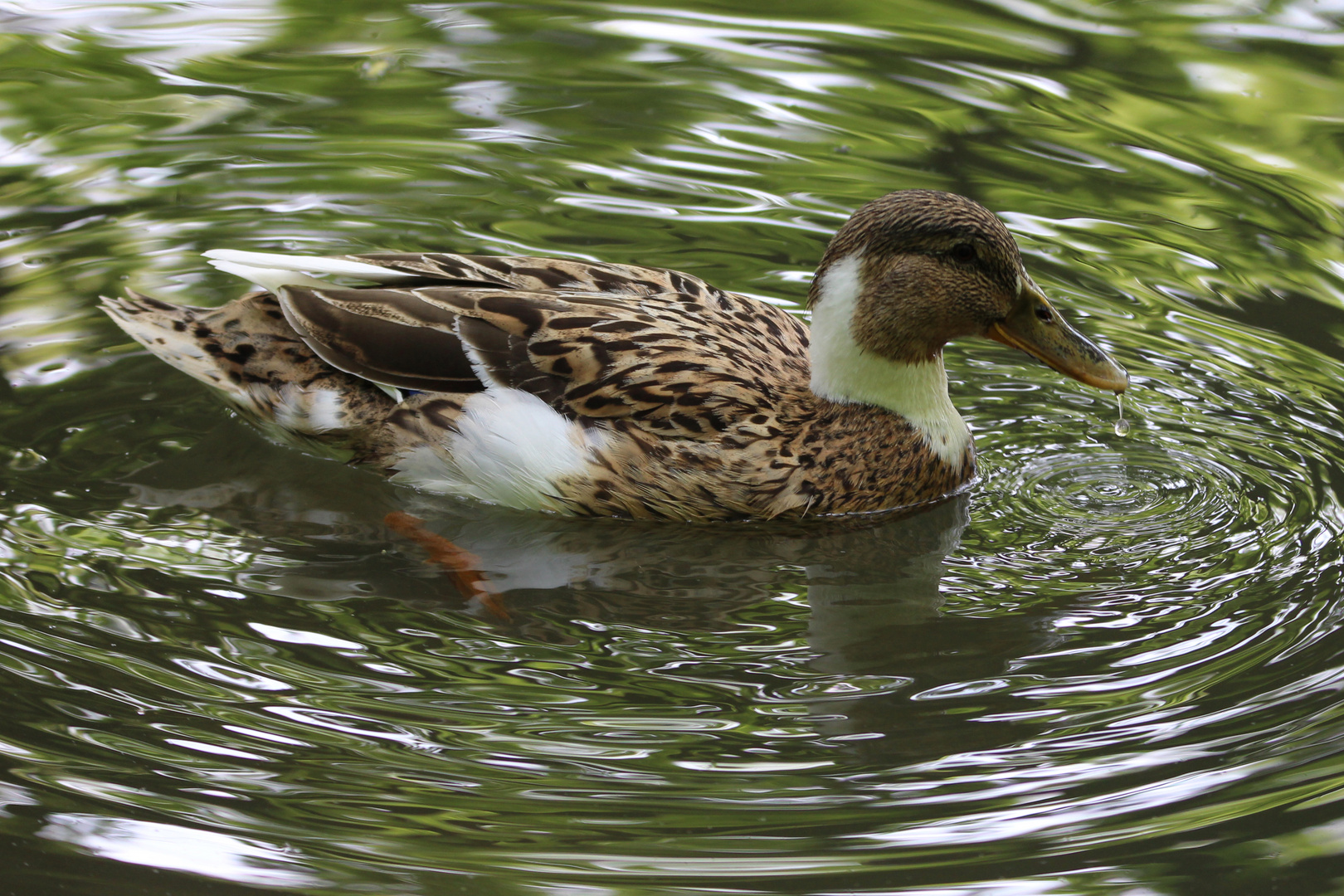 Ente unbekannter Herkunft (Mischling?), aufgenommen in Dresden