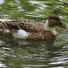 Ente unbekannter Herkunft (Mischling?), aufgenommen in Dresden