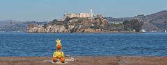 Ente und Alcatraz