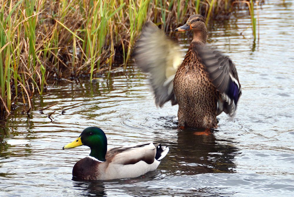 Ente und Erpel Foto & Bild tiere, wildlife, wild lebende vögel Bilder