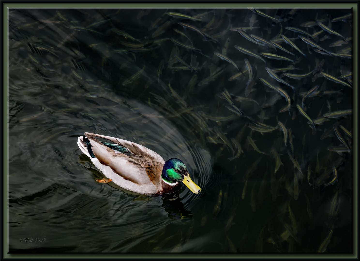 Ente und Fische