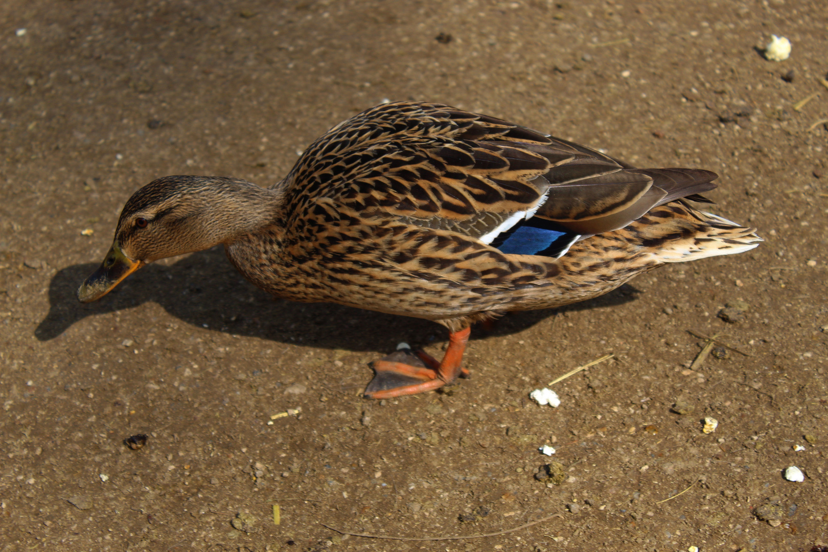 Ente und Ihr Schatten