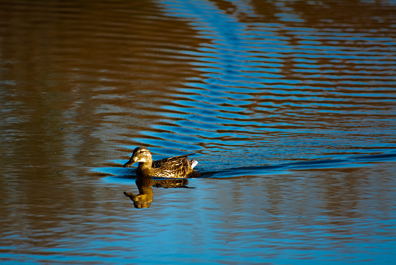 Ente und Licht