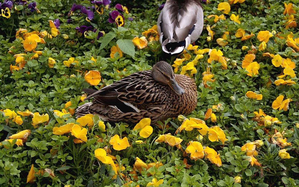 Ente und (noch) uninteressierter Erpel