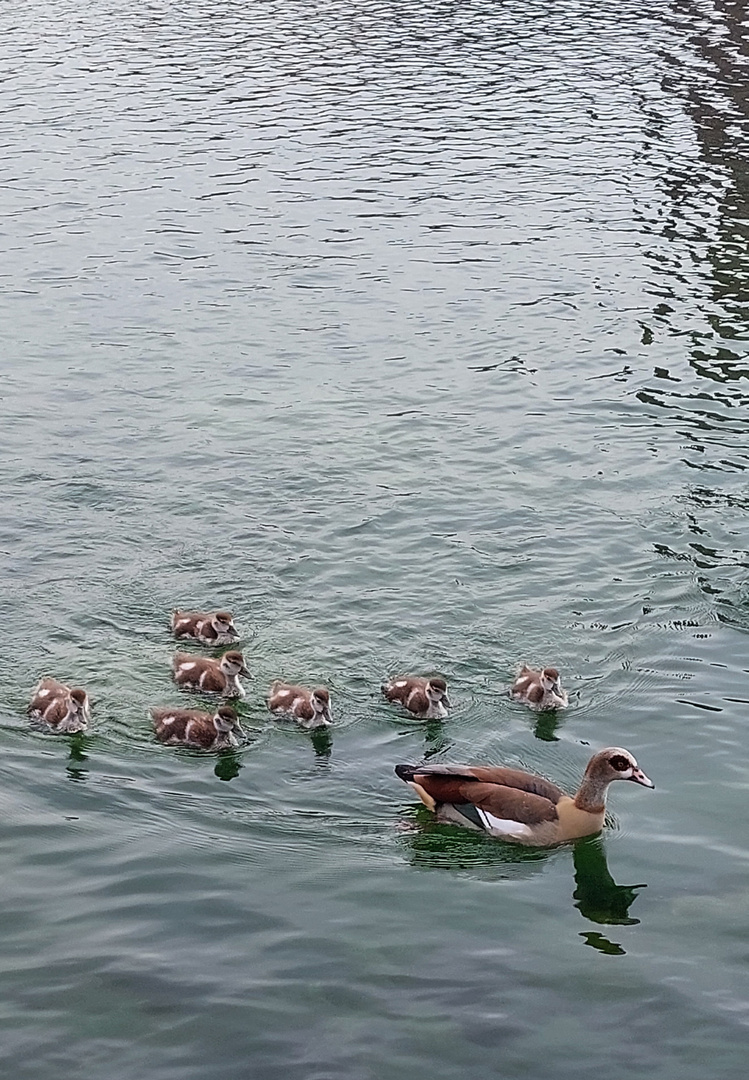 Ente und seine Kinder