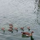 Ente und seine Kinder