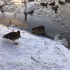 Ente und Wasserratte