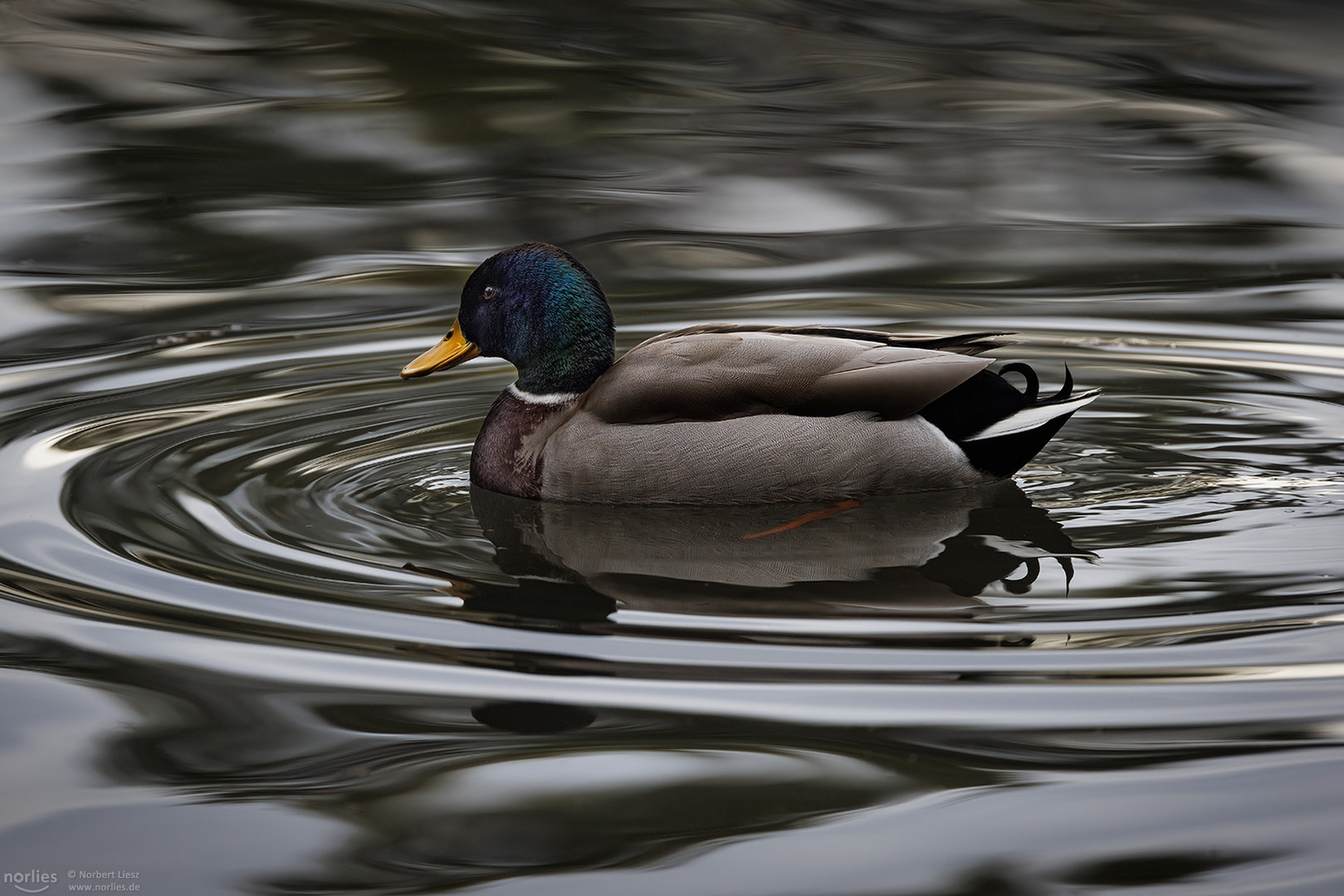 Ente und Wasserringe