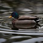 Ente und Wasserringe