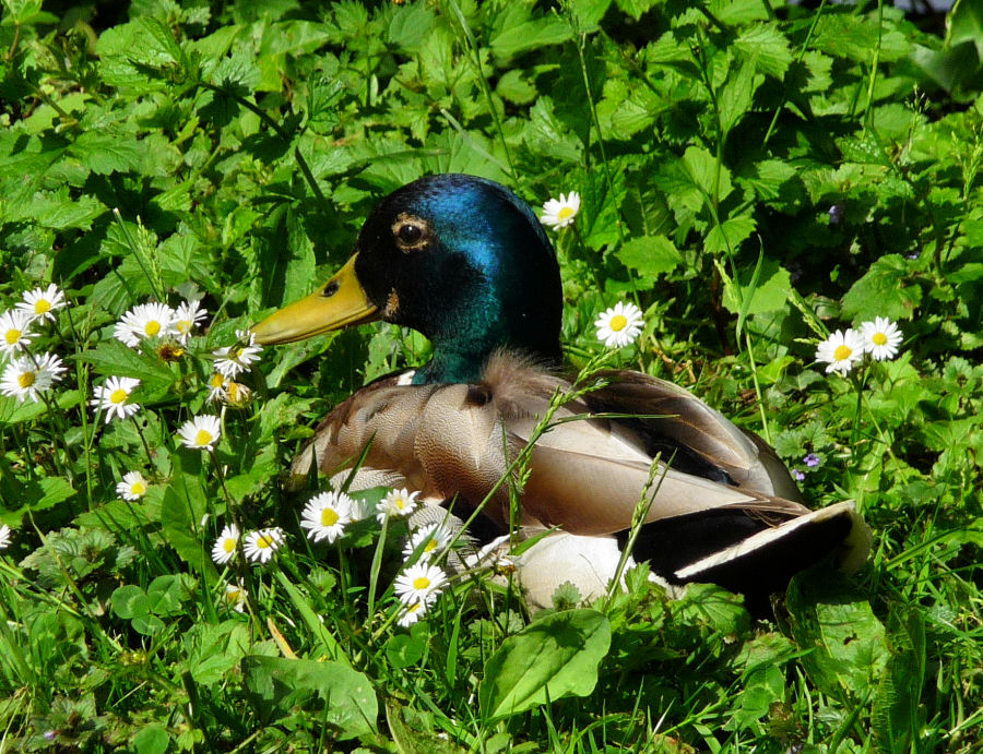 Ente unter Gänseblümchen