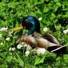 Ente unter Gänseblümchen