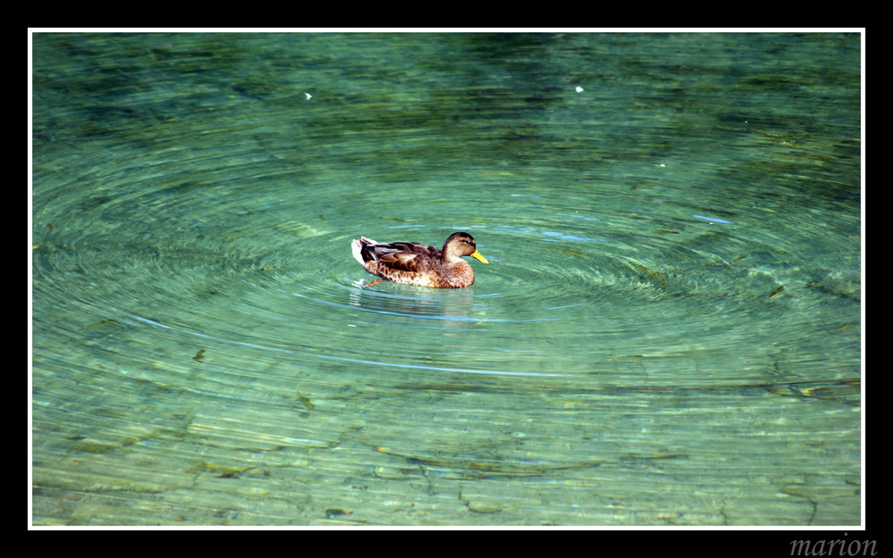 Ente vom Alpsee