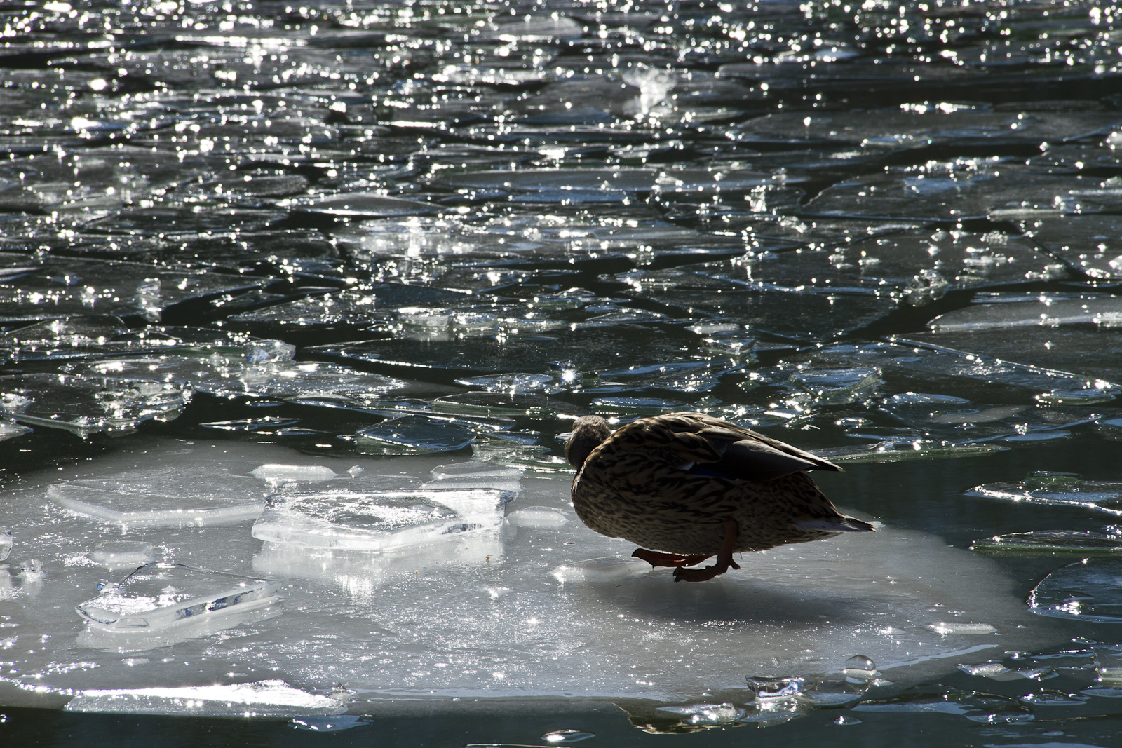 Ente vom Königssee