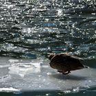 Ente vom Königssee