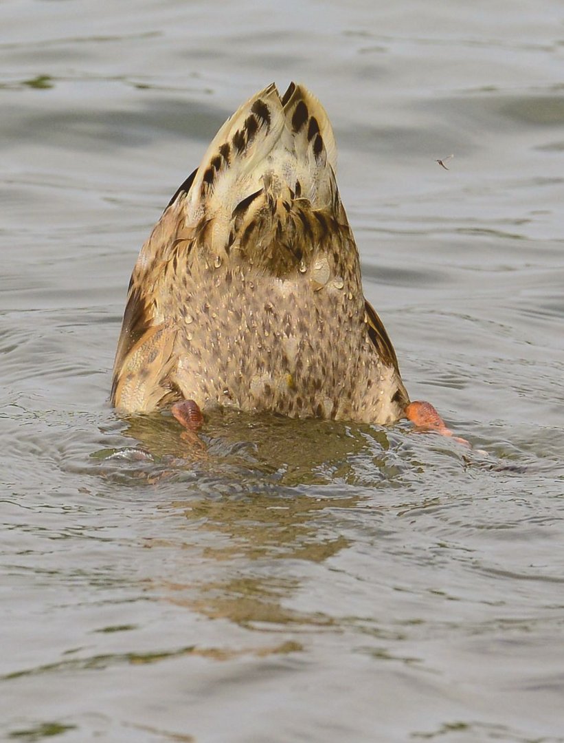 Ente von Achtern oder Mücke von rechts.